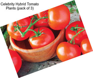 Celebrity Hybrid Tomato Plants (pack of 3)