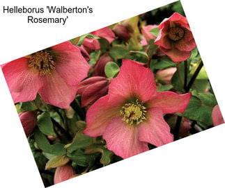 Helleborus \'Walberton\'s Rosemary\'