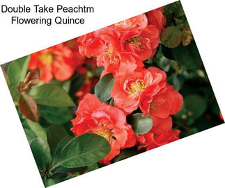 Double Take Peachtm Flowering Quince