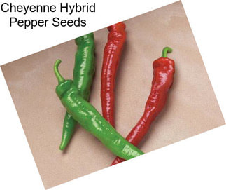 Cheyenne Hybrid Pepper Seeds