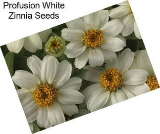 Profusion White Zinnia Seeds