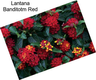 Lantana Banditotm Red