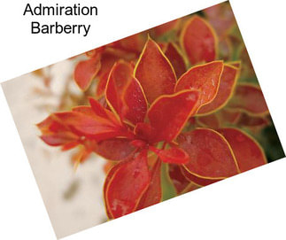 Admiration Barberry