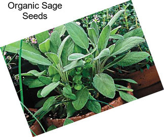 Organic Sage Seeds