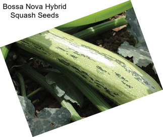 Bossa Nova Hybrid Squash Seeds