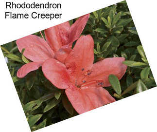 Rhododendron Flame Creeper