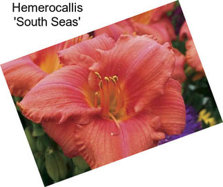 Hemerocallis \'South Seas\'