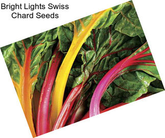 Bright Lights Swiss Chard Seeds