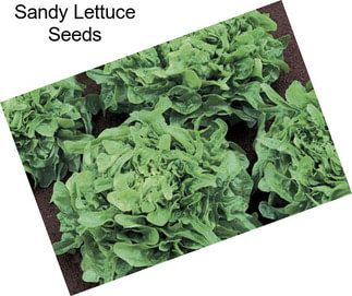 Sandy Lettuce Seeds