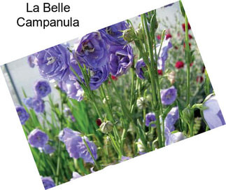 La Belle Campanula