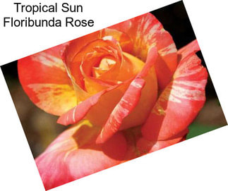 Tropical Sun Floribunda Rose