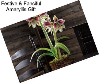 Festive & Fanciful Amaryllis Gift