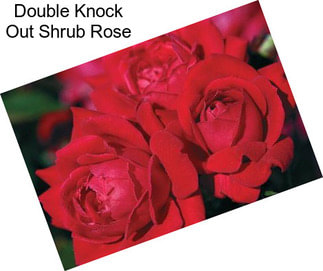 Double Knock Out Shrub Rose