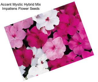 Accent Mystic Hybrid Mix Impatiens Flower Seeds