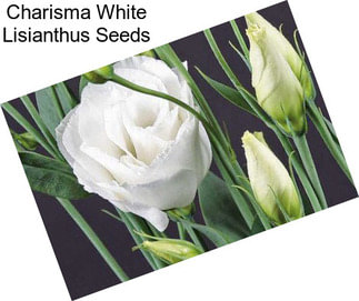 Charisma White Lisianthus Seeds