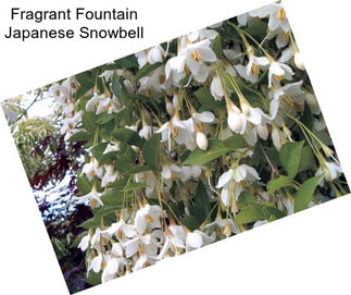 Fragrant Fountain Japanese Snowbell