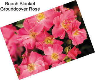 Beach Blanket Groundcover Rose