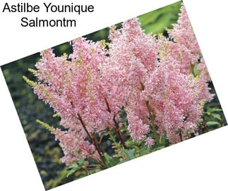 Astilbe Younique Salmontm