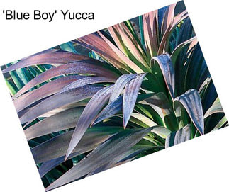 \'Blue Boy\' Yucca