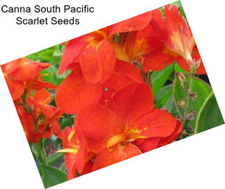Canna South Pacific Scarlet Seeds