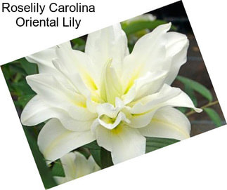 Roselily Carolina Oriental Lily
