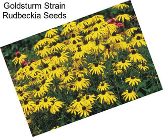 Goldsturm Strain Rudbeckia Seeds