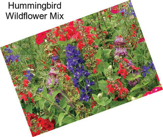 Hummingbird Wildflower Mix