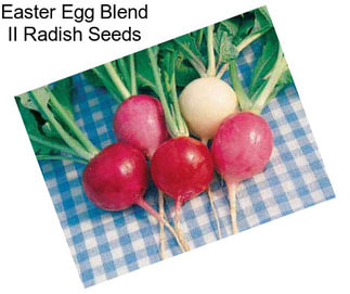 Easter Egg Blend II Radish Seeds