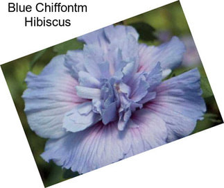 Blue Chiffontm Hibiscus