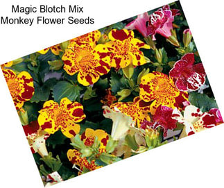 Magic Blotch Mix Monkey Flower Seeds