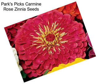 Park\'s Picks Carmine Rose Zinnia Seeds