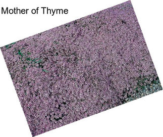 Mother of Thyme