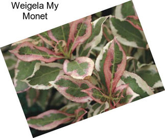 Weigela My Monet