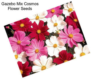 Gazebo Mix Cosmos Flower Seeds