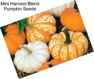 Mini Harvest Blend Pumpkin Seeds