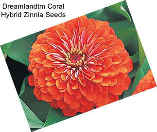 Dreamlandtm Coral Hybrid Zinnia Seeds