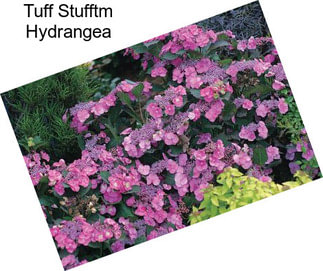 Tuff Stufftm Hydrangea