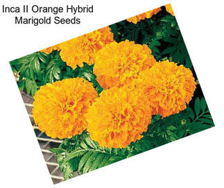 Inca II Orange Hybrid Marigold Seeds