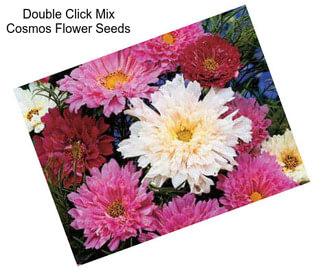 Double Click Mix Cosmos Flower Seeds