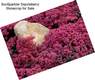 SunSparkler Dazzleberry Stonecrop for Sale