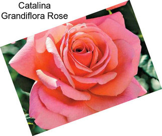 Catalina Grandiflora Rose