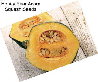 Honey Bear Acorn Squash Seeds