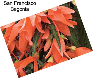 San Francisco Begonia