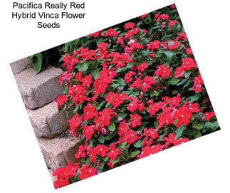 Pacifica Really Red Hybrid Vinca Flower Seeds
