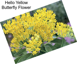 Hello Yellow Butterfly Flower