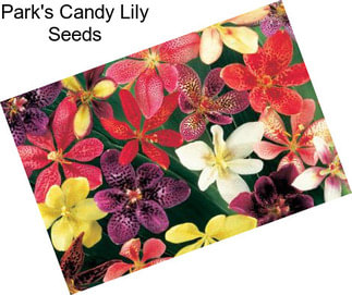 Park\'s Candy Lily Seeds