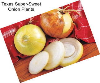 Texas Super-Sweet Onion Plants
