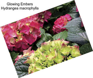 Glowing Embers Hydrangea macrophylla