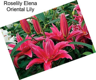 Roselily Elena Oriental Lily