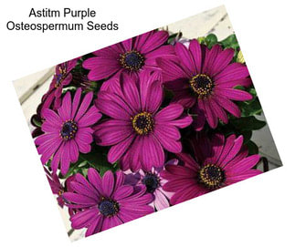Astitm Purple Osteospermum Seeds